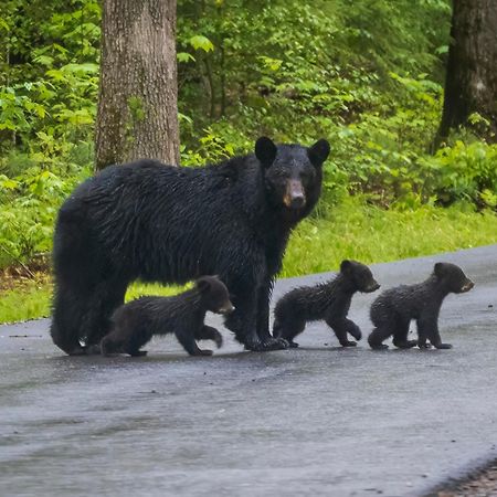 Time To Cuddle, Wifi, Near Pigeon Forge, 1089 Free Tickets Each Paid Day, Dollywood And More المظهر الخارجي الصورة